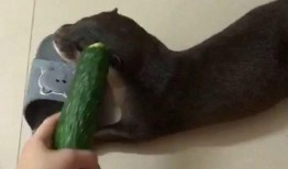 为什么吃瓜都是坐着吃,揭秘瓜果文化中的独特饮食习惯