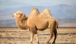 刘大瓜吃骆驼,勇敢尝试骆驼美食之旅