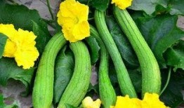 满瓜怎么吃,解锁美味新吃法