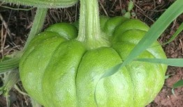 姜柄瓜可以怎么吃,创意烹饪指南