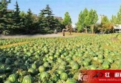 校园吃瓜网在线吃瓜,揭秘校园热点，在线吃瓜乐趣无限