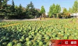 校园吃瓜网在线吃瓜,揭秘校园热点，在线吃瓜乐趣无限