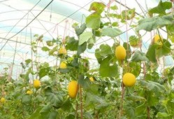 山东金香吃瓜,吃瓜群众的美食盛宴