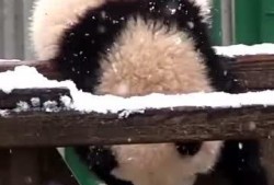 吃瓜小熊袋鼠,趣味横生的动物世界之旅