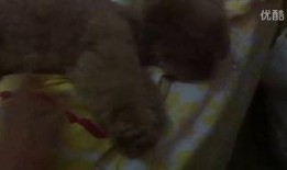 吃毛瓜视频,揭秘毛瓜的独特魅力与美味体验