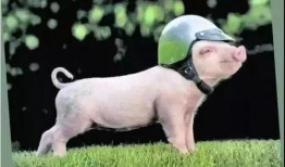 小猪吃黄蛋瓜,小猪的奇幻黄蛋瓜之旅