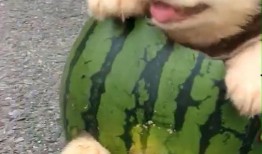 吃瓜狗,揭秘娱乐圈背后的真实故事