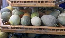 最甜吃瓜,解锁夏日清凉新体验