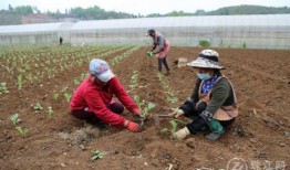 好瓜知时节吃瓜忙图片,时令美味，跟随“好瓜知时节”吃瓜忙