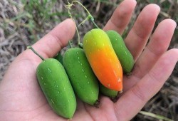 老鼠吃牛角瓜,牛角瓜中的神秘之旅