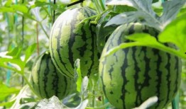 朝阳吃瓜群众吃西瓜,吃瓜群众畅享夏日西瓜盛宴