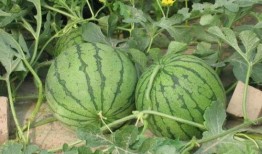 广州芳村吃瓜事件,一场引发热议的社区冲突揭秘