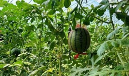 上树吃瓜图文,一窥夏日悠闲时光