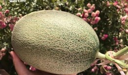 哈蜜吃瓜图片,夏日清凉美食瞬间