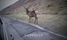 吃瓜狐獴视频,揭秘野生动物的趣味生活