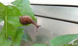 吃瓜叶虫害,揭秘吃瓜叶虫害的防治之道