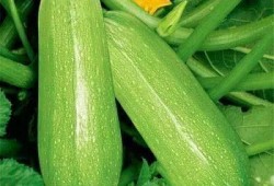 曾佳佳佳吃瓜,揭秘娱乐圈幕后故事