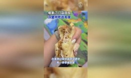 塔斯汀吃瓜,揭秘娱乐圈的甜蜜与苦涩