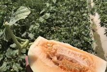 绿洲去哪里吃瓜,寻味夏日清凉瓜果盛宴