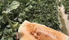 绿洲去哪里吃瓜,寻味夏日清凉瓜果盛宴