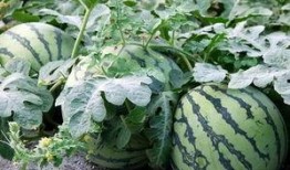 下沙吃瓜公众号