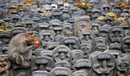 蛇神的祭祀吃瓜