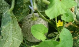 带你吃瓜野生大妈,带你领略“吃瓜大妈”的独特魅力