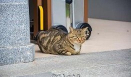 猫打架吃瓜,一场打架引发的吃瓜盛宴