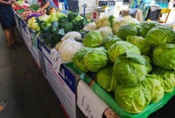 吃瓜交易市场,瓜界风云录