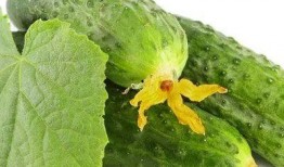 吃瓜营养价值,夏日消暑佳品背后的健康秘密