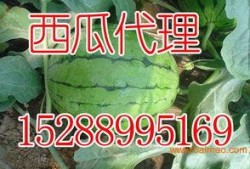 临淄塑化厂吃瓜