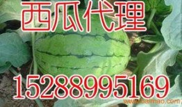 临淄塑化厂吃瓜