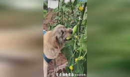 吃瓜娱乐小狗,小狗带你领略萌宠界的欢乐时光