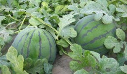 吃瓜系统在朝廷上吃瓜,吃瓜系统揭秘朝廷秘闻