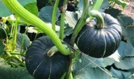 吃小瓜网红,揭秘美食背后的故事与魅力