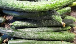 吃中药能吃黃瓜嗎,食用搭配的注意事项