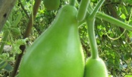 吃头孢后可以吃瓠瓜吗,食用安全指南