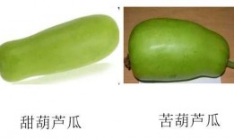 葫芦瓜咋样吃呢,探索美味与健康的完美结合