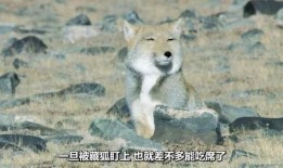 吃瓜捕猎