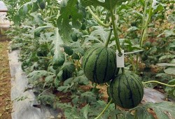 来风吃瓜,揭秘娱乐圈幕后故事