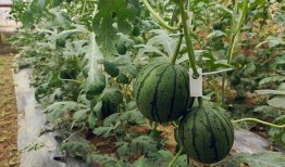 来风吃瓜,揭秘娱乐圈幕后故事