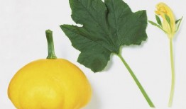 扶手瓜的叶子怎么吃,扶手瓜叶的多样食用方法探索