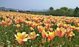 郁金香吃瓜视频,揭秘网红美食背后的故事