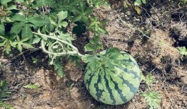 功德园吃瓜,揭秘吃瓜者的神秘乐园