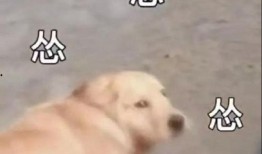 狗狗吃瓜震惊表情包,萌宠界的“震惊时刻”