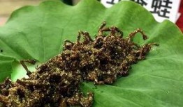 吃红岩瓜的视频