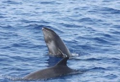 吃瓜鲸娱,揭秘娱乐圈幕后故事