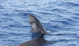 吃瓜鲸娱,揭秘娱乐圈幕后故事