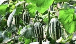 吃蜜糖长大的吧 吃瓜,探寻甜蜜与辛辣的交织之旅