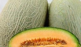 哈密瓜每天吃,哈密瓜的养生之道